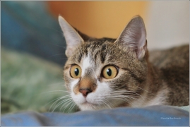 <p>Mia</p>